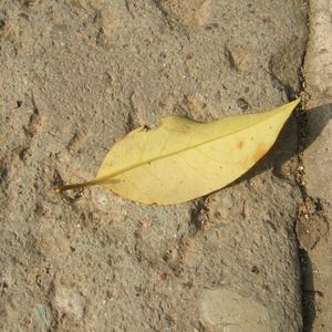 动漫美女姐姐姐免费裸装
